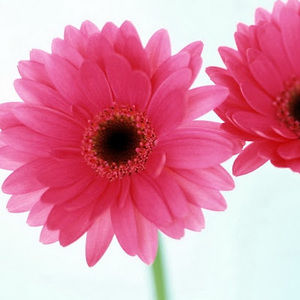 Meet your Posher, Kari